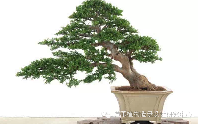 史上最给力的万能花历