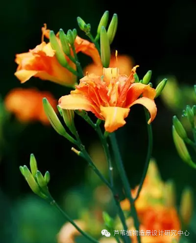 史上最给力的万能花历