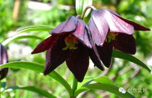 稀有黑色花大全