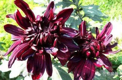 稀有黑色花大全