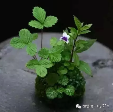 一抹绿代表生机