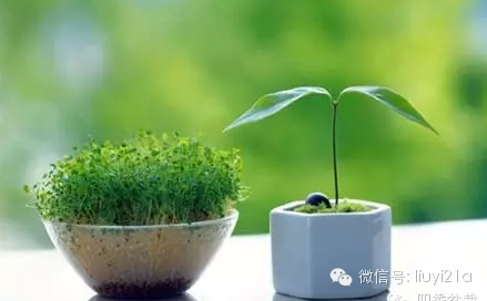 一抹绿代表生机