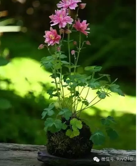 一抹绿代表生机