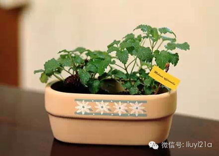 一抹绿代表生机