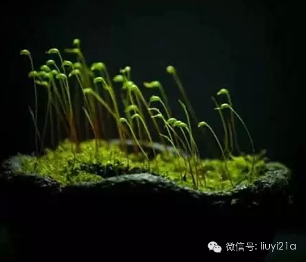 一抹绿代表生机