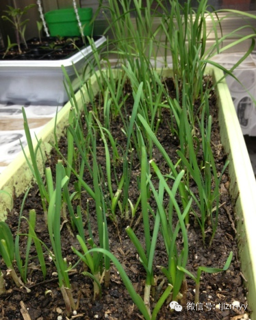 韭菜的种植