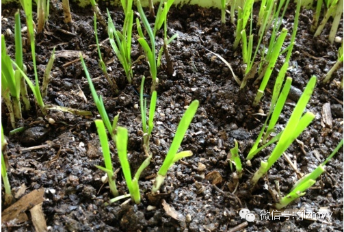 韭菜的种植
