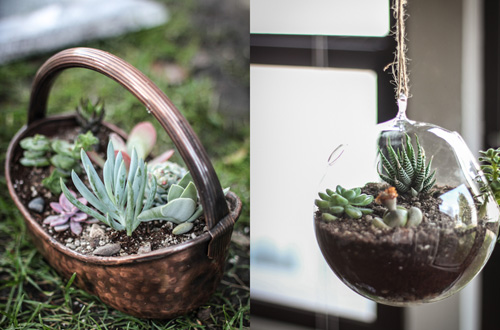 独特的浪漫：多肉植物DIY盆栽