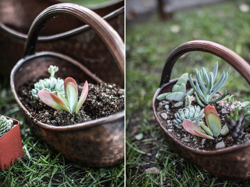 独特的浪漫：多肉植物DIY盆栽