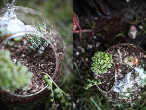 独特的浪漫：多肉植物DIY盆栽