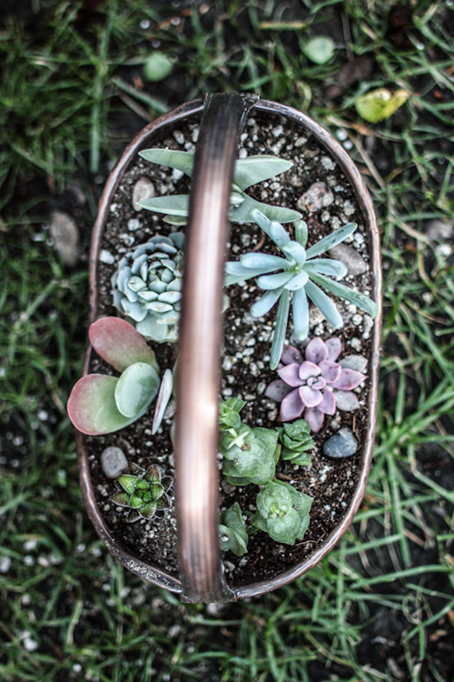 独特的浪漫：多肉植物DIY盆栽