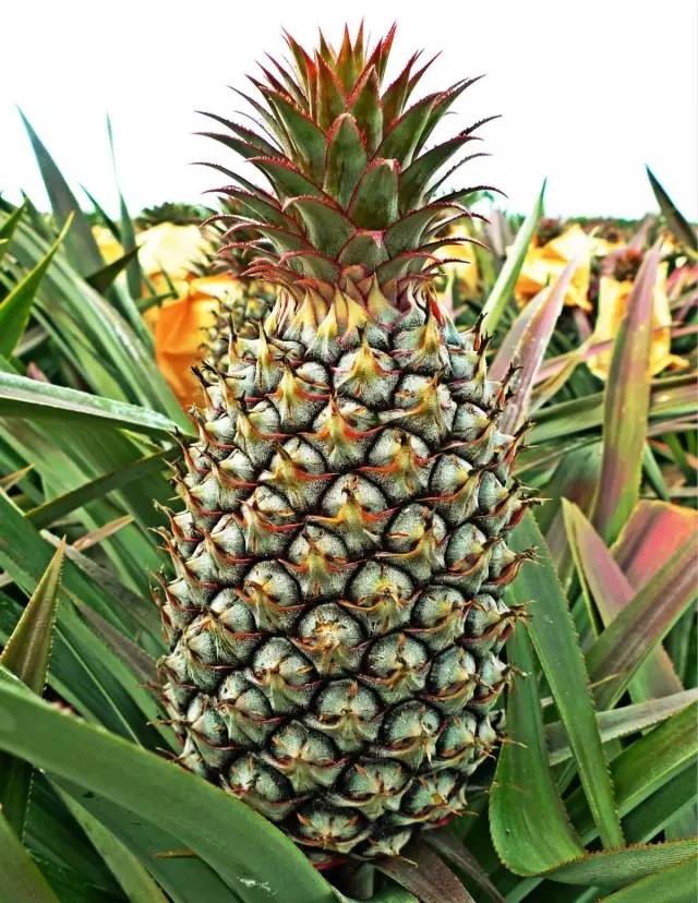 凤梨和菠萝有什么差别？