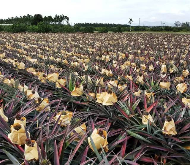 凤梨和菠萝有什么差别？