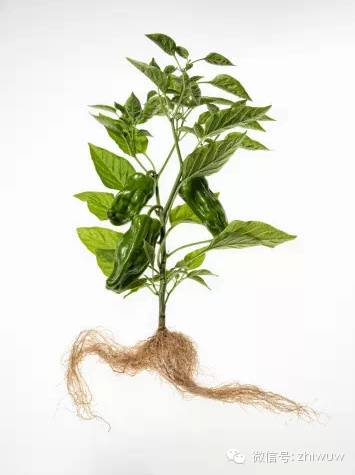 史上最全苗木术语及绿化工程常用名词