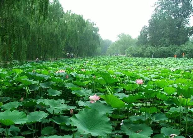 水生植物（一）——挺水植物