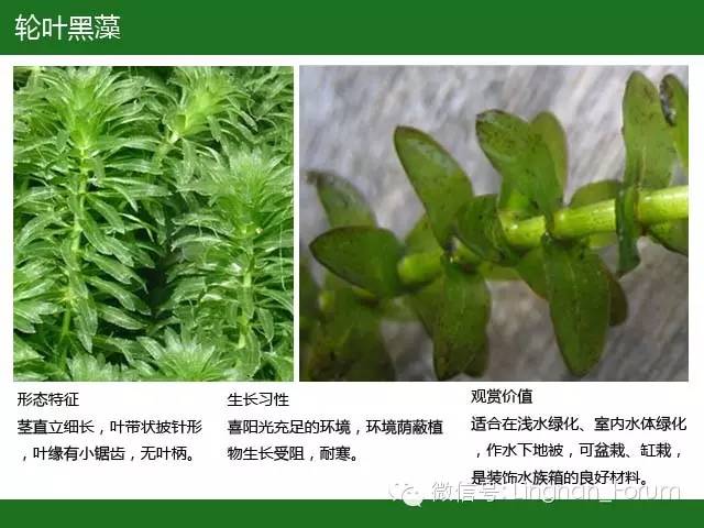 水生植物（三）——沉水植物