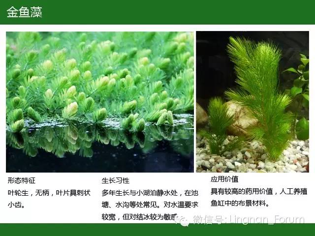 水生植物（三）——沉水植物