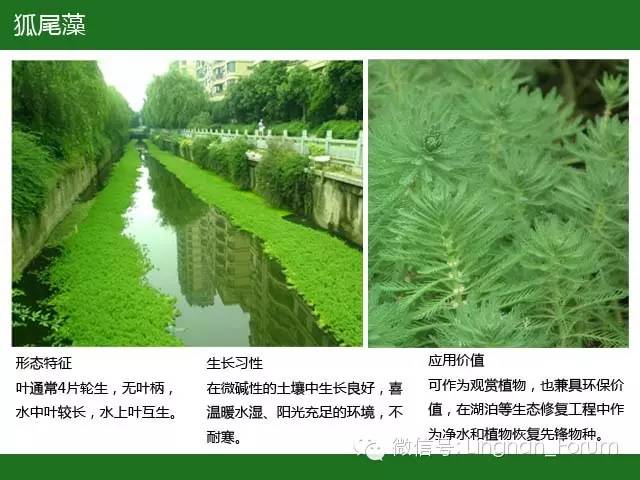 水生植物（三）——沉水植物