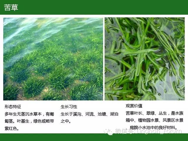 水生植物（三）——沉水植物