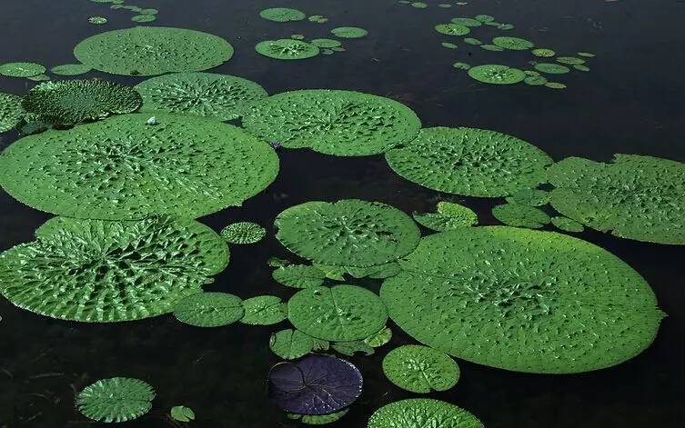 水生植物（二）——浮叶植物