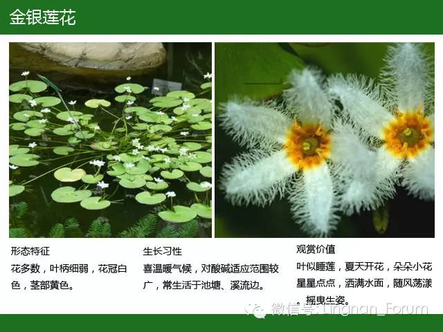 水生植物（二）——浮叶植物