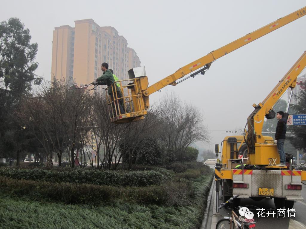 园林植物及其养护技术要点与质量控制