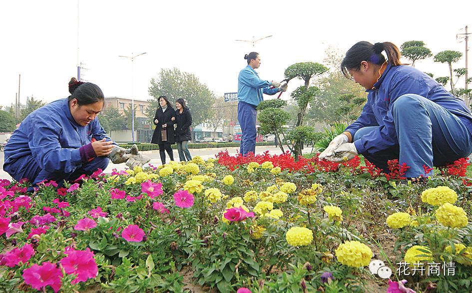 园林植物及其养护技术要点与质量控制