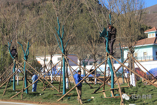 园林植物及其养护技术要点与质量控制