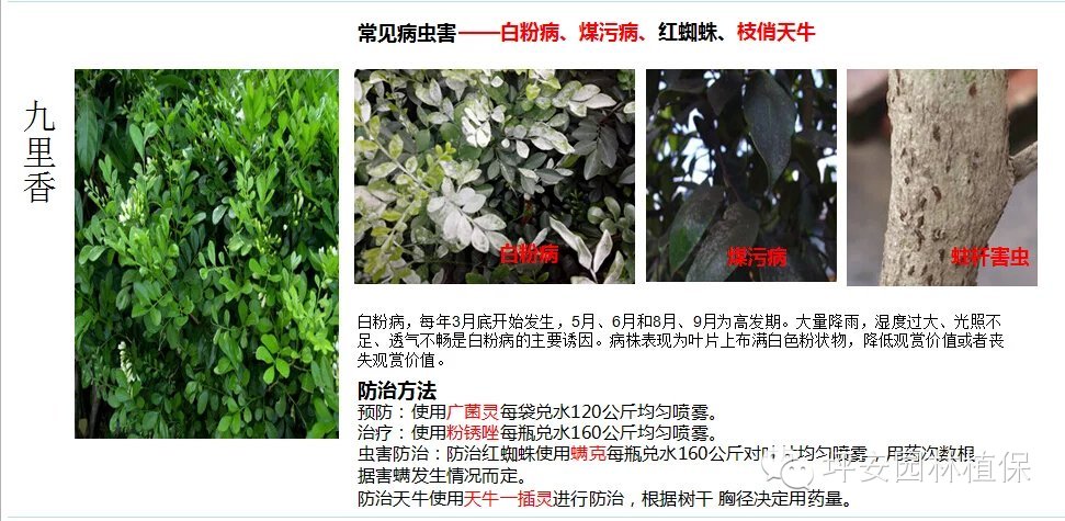 常见园林植物实用养护手册