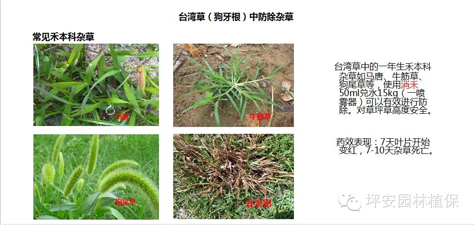 常见园林植物实用养护手册