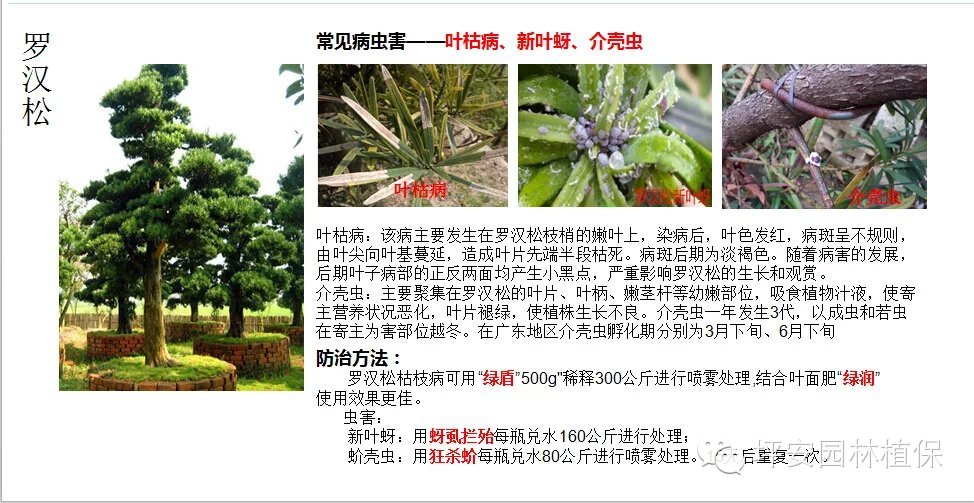 常见园林植物实用养护手册