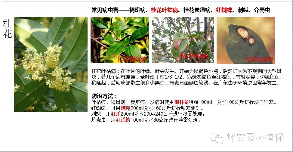 常见园林植物实用养护手册