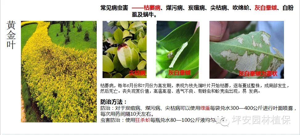 常见园林植物实用养护手册