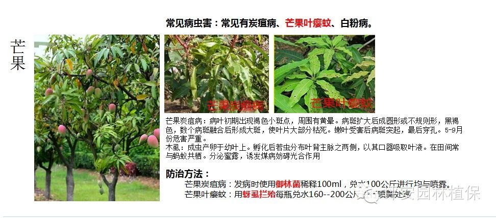 常见园林植物实用养护手册