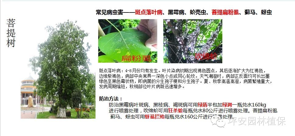 常见园林植物实用养护手册