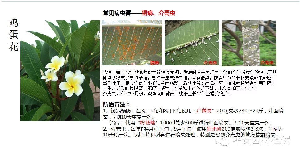 常见园林植物实用养护手册