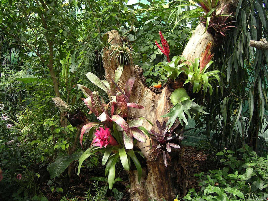 外国的园林园艺欣赏