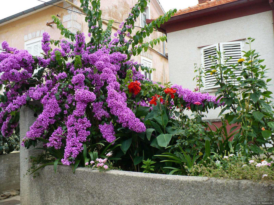 外国的园林园艺欣赏