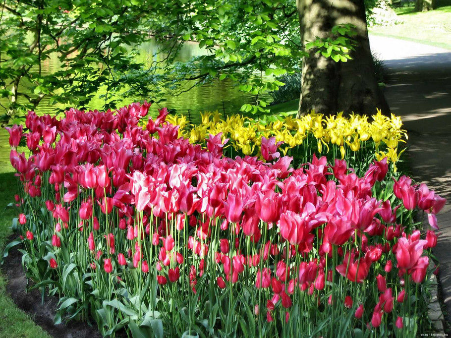 外国的园林园艺欣赏