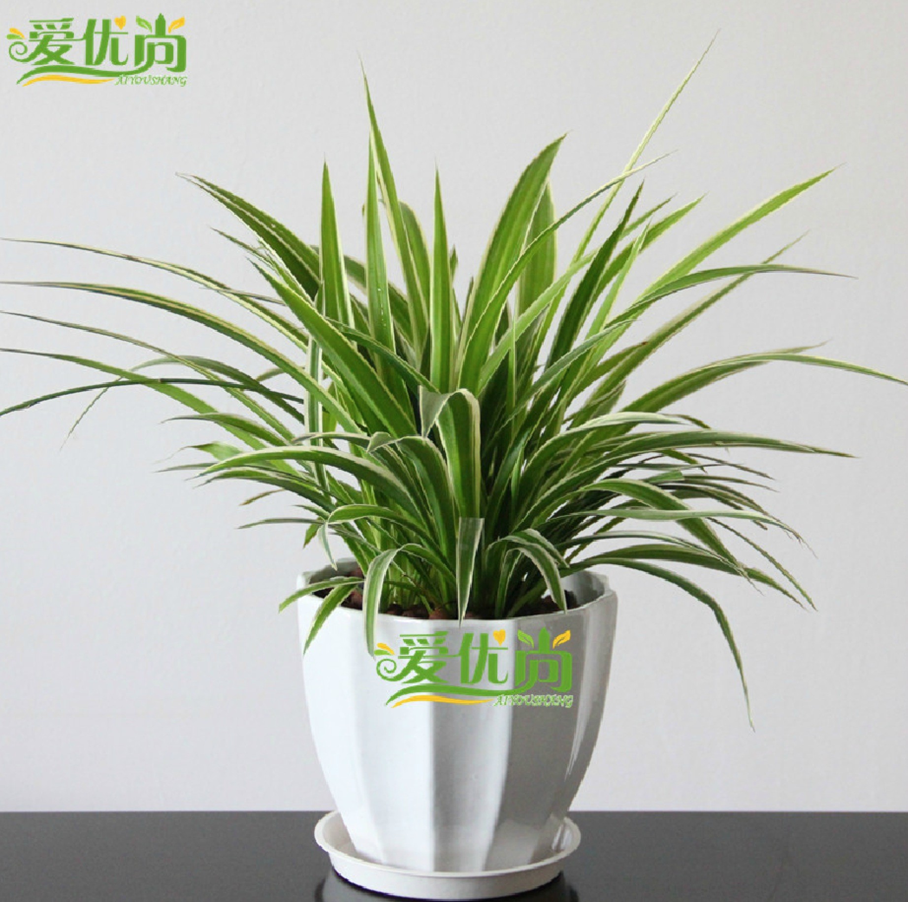 卧室里的植物指南