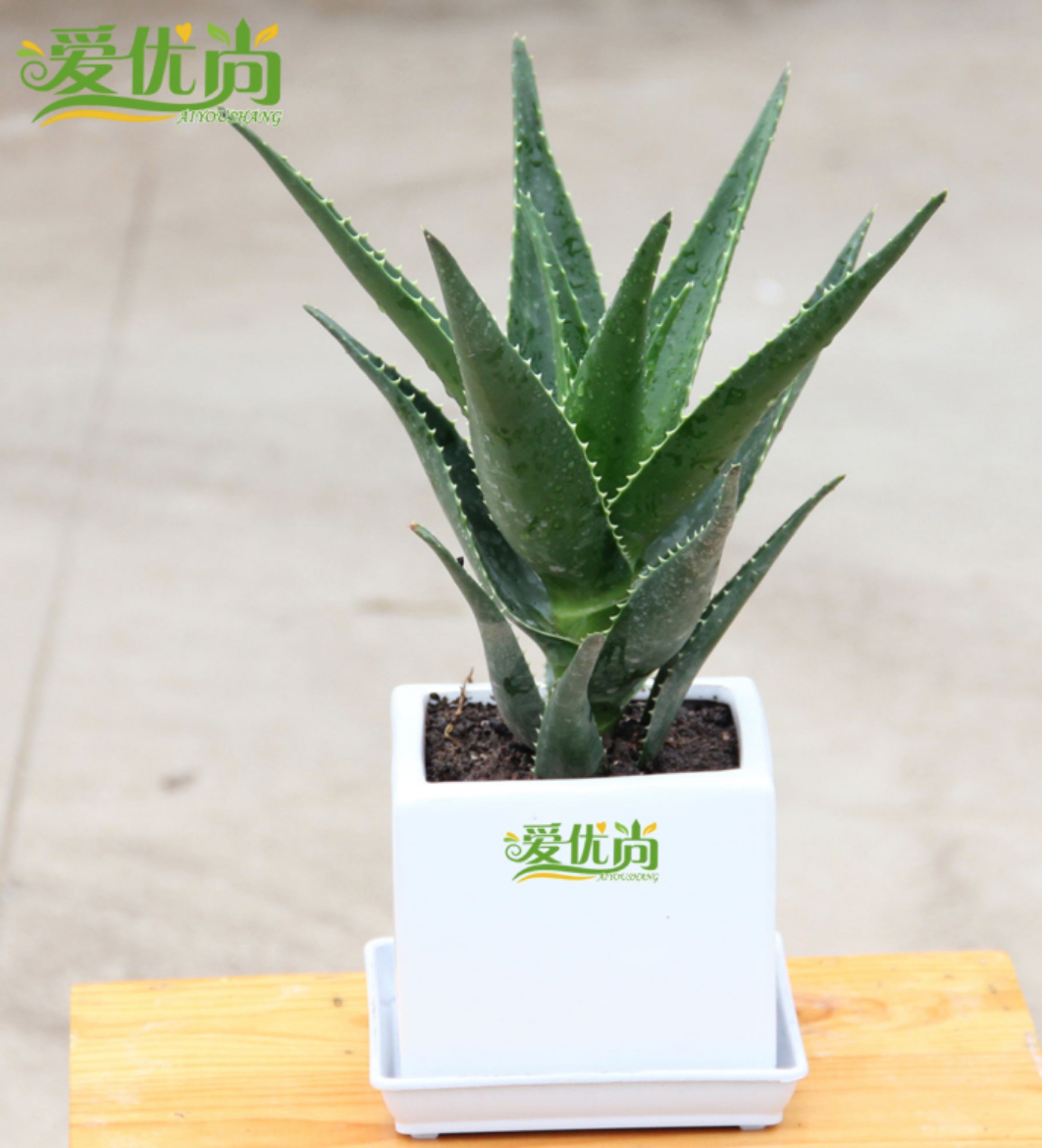 卧室里的植物指南