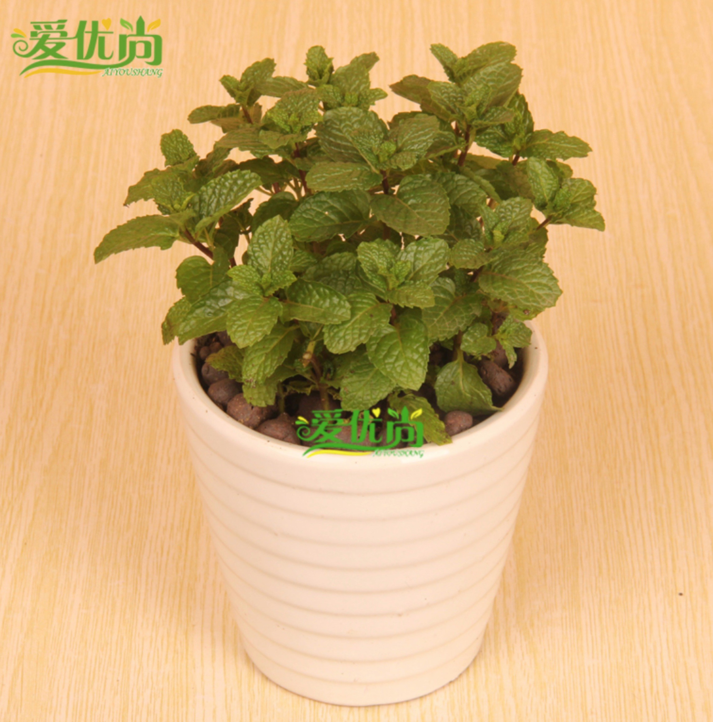 卧室里的植物指南