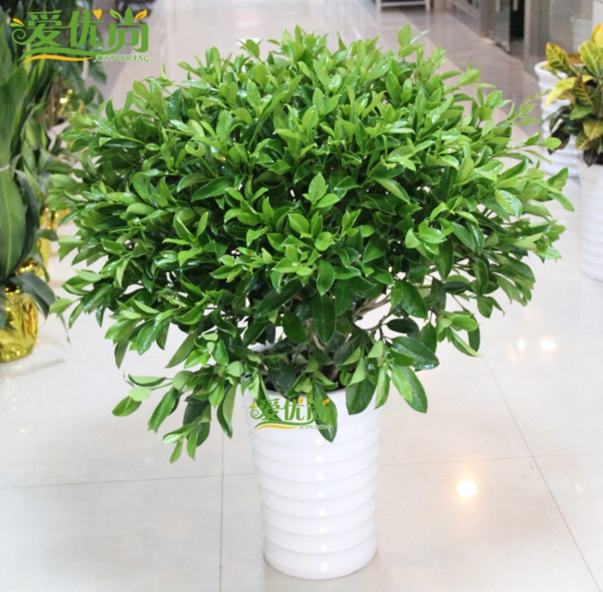 卧室里的植物指南