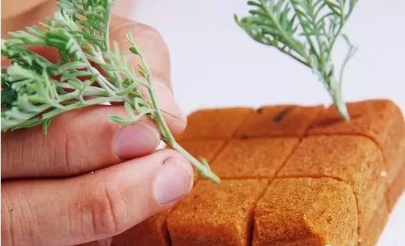 海绵育苗法，你听说过吗？