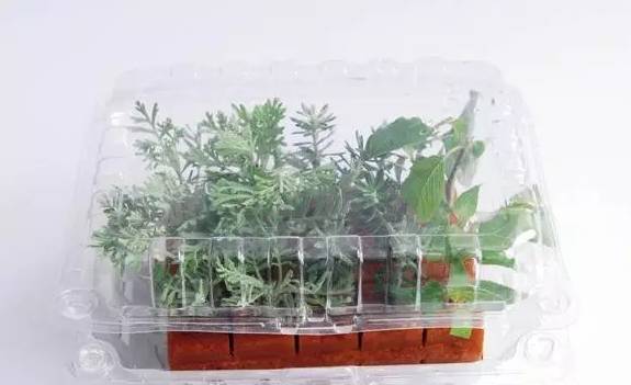 海绵育苗法，你听说过吗？