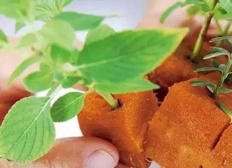 海绵育苗法，你听说过吗？