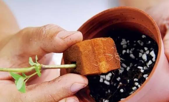 海绵育苗法，你听说过吗？