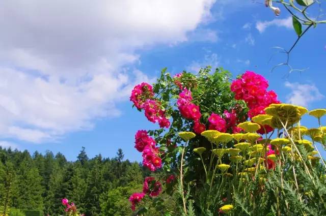 花卉旅游的开发模式及经典案例