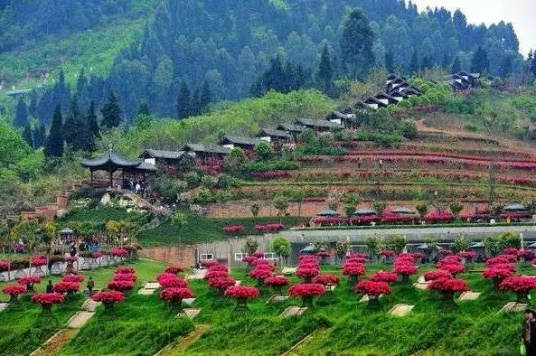 花卉旅游的开发模式及经典案例