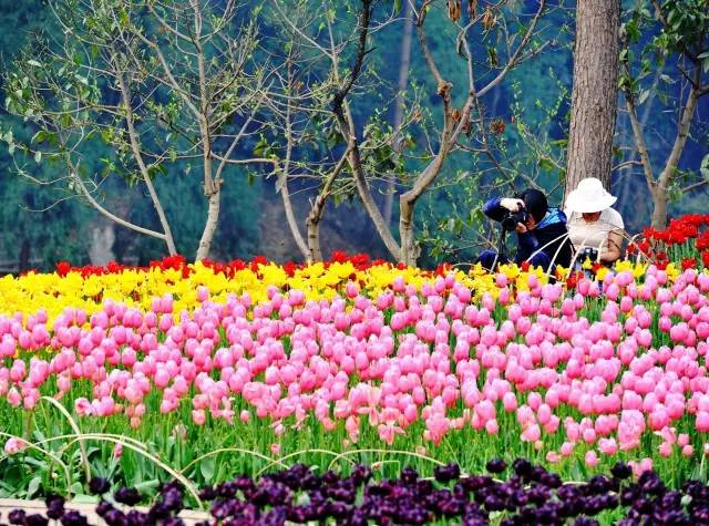 花卉旅游的开发模式及经典案例